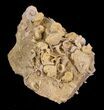 Exquisite Miniature Ammonite Fossil Cluster - France #31766-3